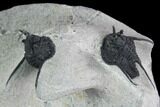 Devil Horned Cyphaspis Walteri Trilobite Cluster #130605-5